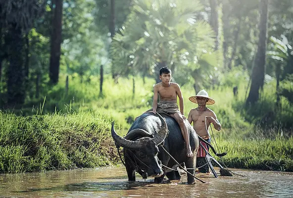 Wasserbüffel im Wasser, mit darauf sitzendem Jungen, daneben ein Bauer mit Bambushut und Zügel des Büffels in der Hand, im Hintergrund Wald mit Palmen