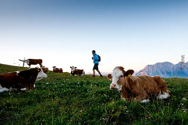 Wanderer bei Sonnenuntergang auf der Alm zwischen den Kühen auf der Wiese und mit Bergmassiv im Hintergrund